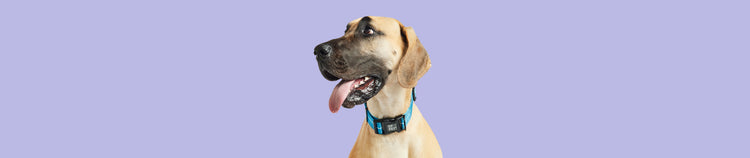 Collars, Harnesses & Leashes