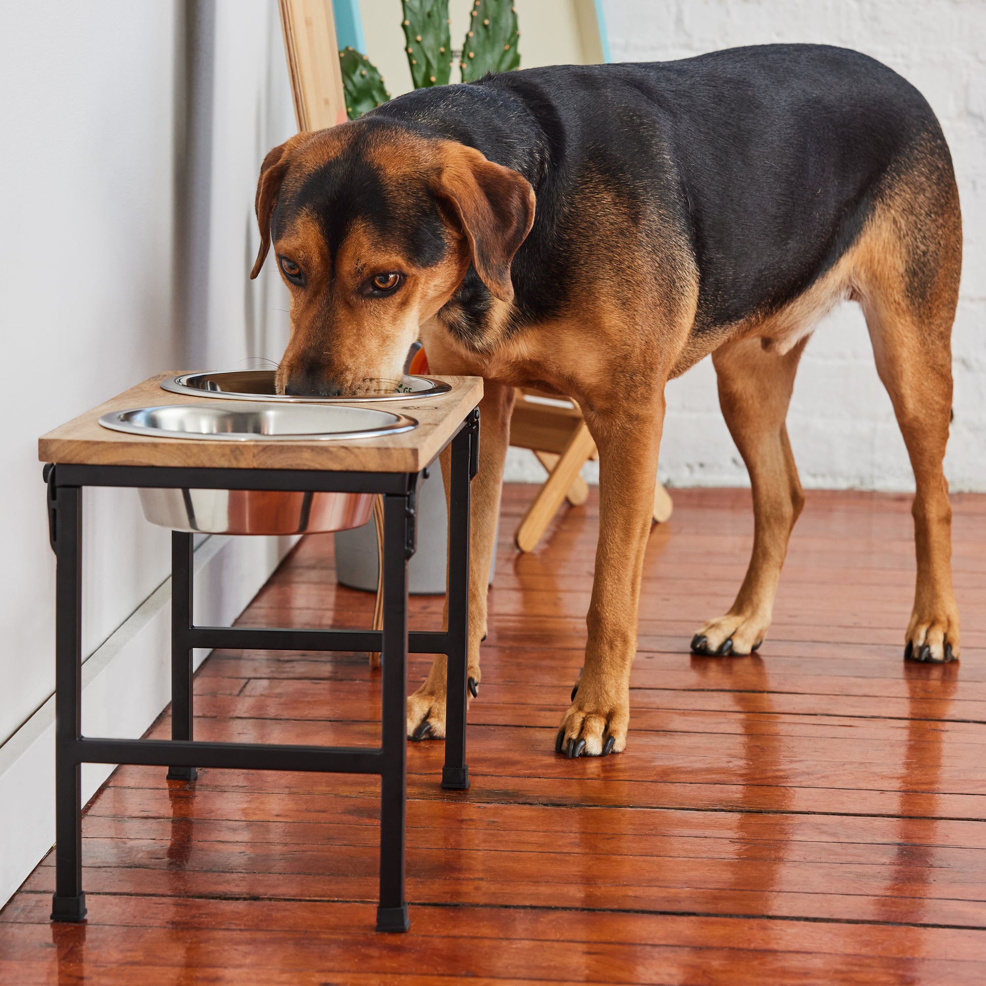 Multi-level Adjustable Elevated Dog Table and Bowls – WOOFELITE