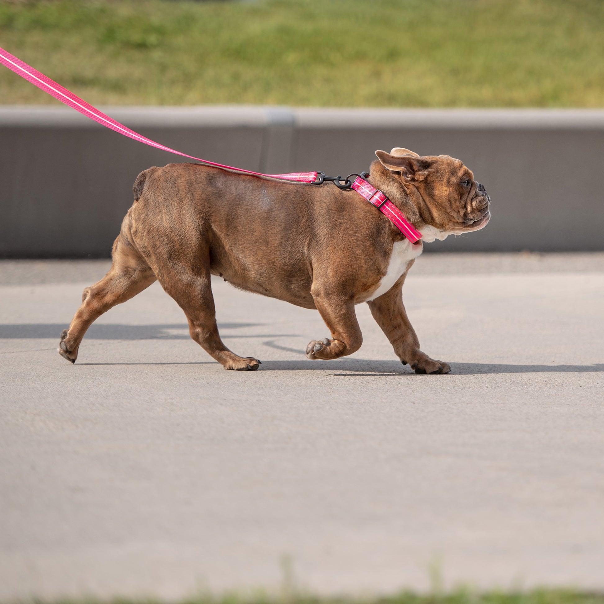 Pink Leach Reflective Leash - Neon Pink – GF Pet.us