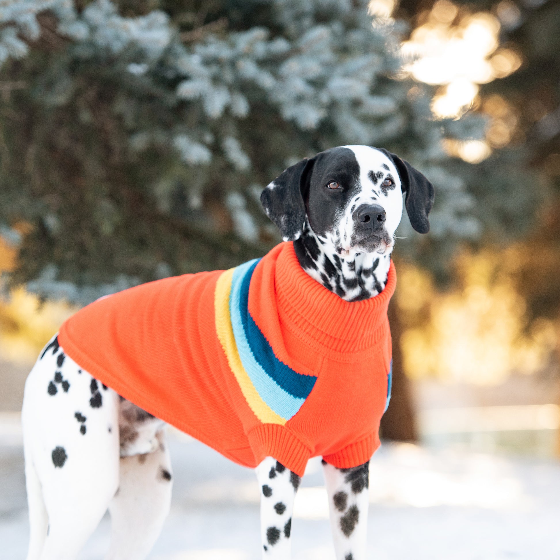 Orange dog sweater sale